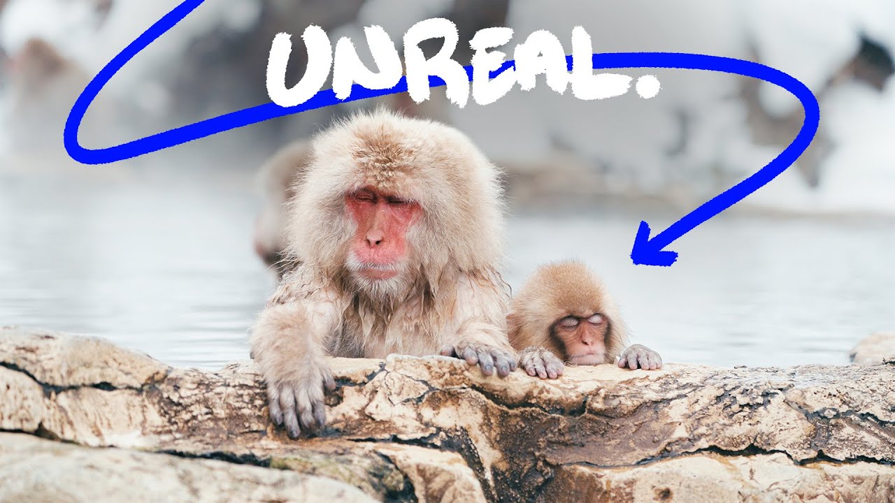 How Japan’s Snow Monkeys Ended Up in Hot Springs