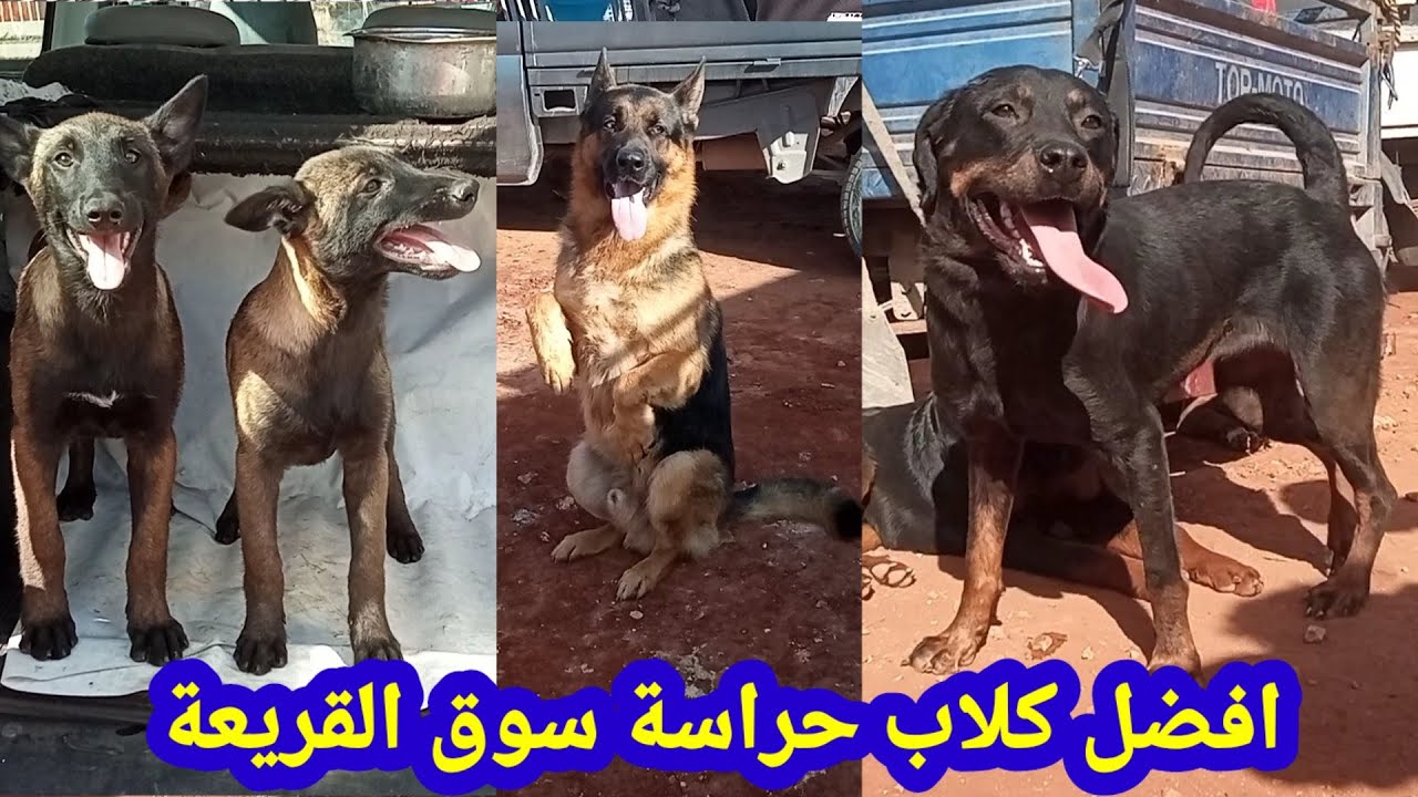 سوق القريعة _ روت وايلر _ بيتبول _ ستاف امريكا _ اكيتا _ دوبرمان _ بيرجي _  مالينوأ _هاسكي _  Casa