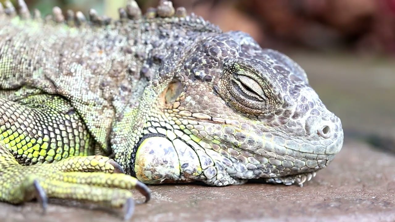 Amazing Facts About Green Iguana