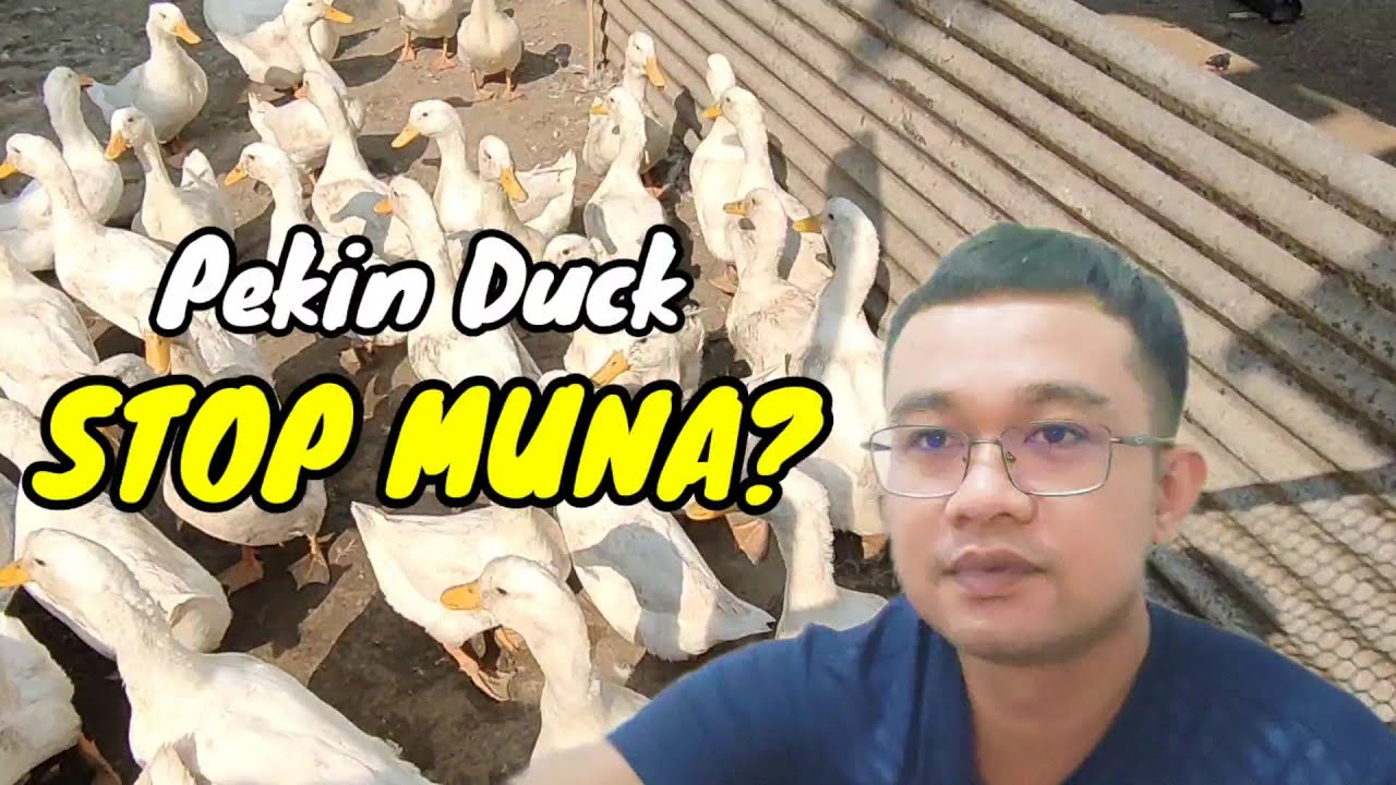 BAKIT NGA BA TAYO NAG-STOP SA PAG-AALAGA NG PEKIN DUCK?