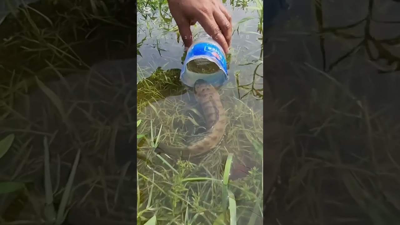 How to catch the shoal fish by the bottle from beel. 