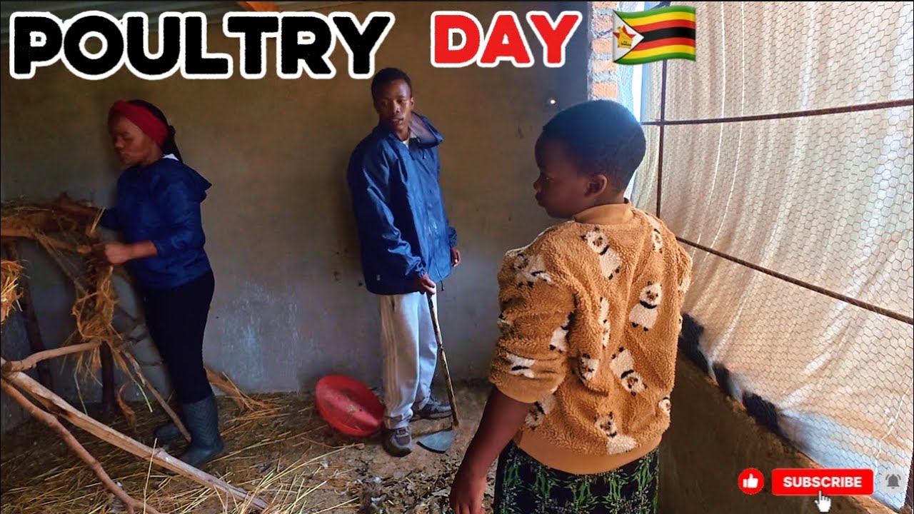 Poultry Day With My Sons | African Village Life 🇿🇼