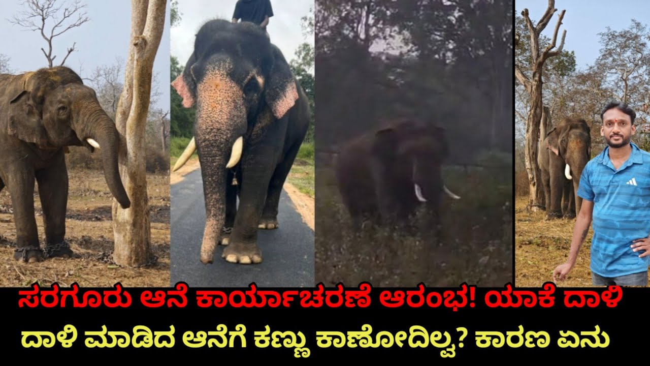 ಸರಗೂರು ಆನೆ ಕಾರ್ಯಾಚರಣೆ ಆರಂಭ! ಯಾವೆಲ್ಲಾ ಆನೆಗಳು ಬಾಗಿ #elephant #ekalavya #sugriva #abhimanyu #wild life#