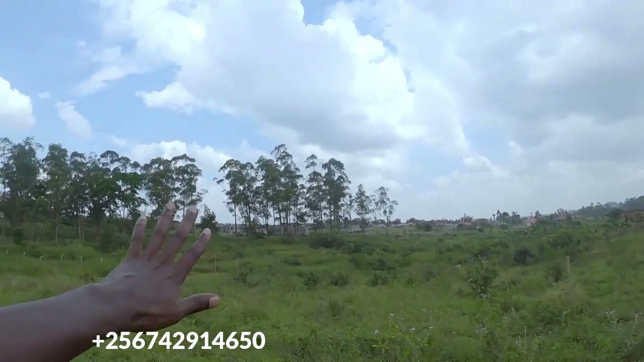 Plot of land for sale in KIMWANYI 50x100 selling at Ugx55M