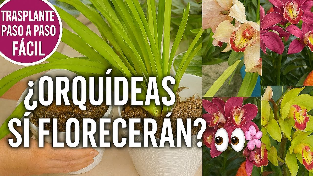 Cómo Trasplantar Orquídeas Oncidium 🌸 Paso a Paso Fácil