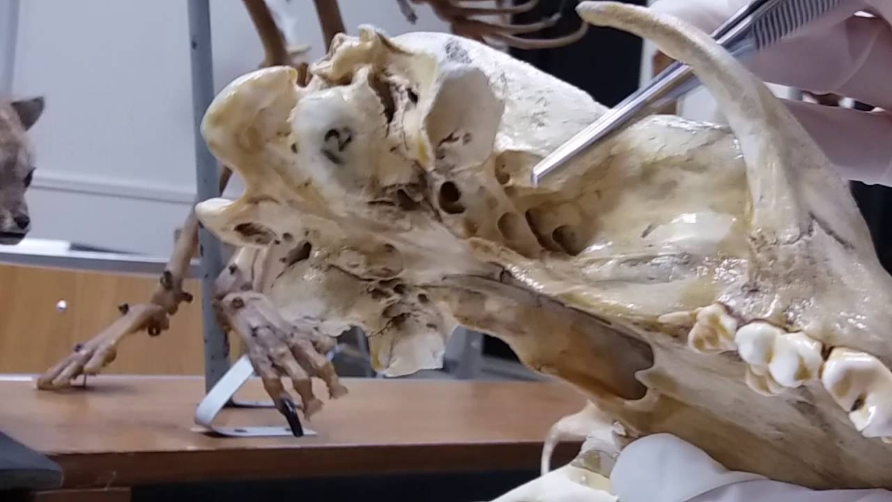 Osteologia craneo de canino