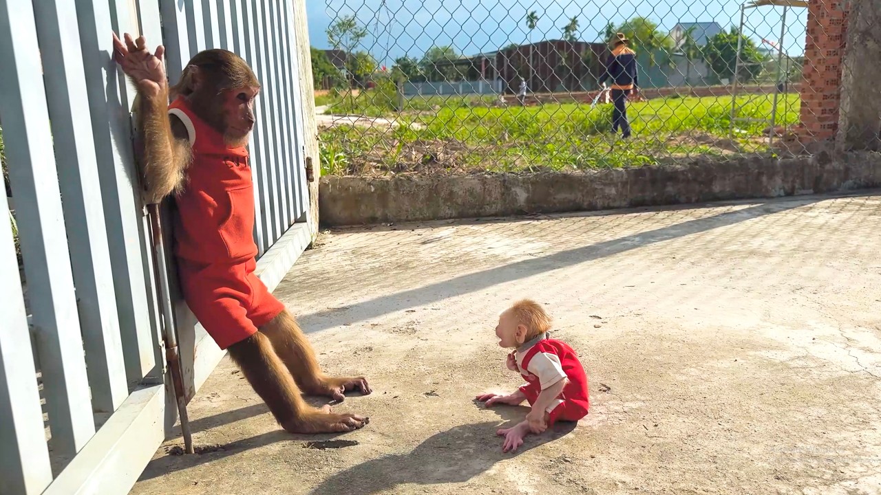 Too Funny! CUTIS’ Reaction When Baby Monkey Wants to Go Outside