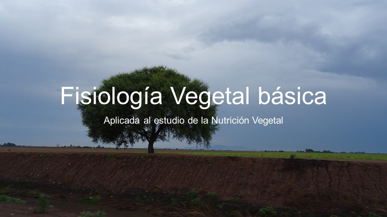 2. Fisiología Vegetal básica