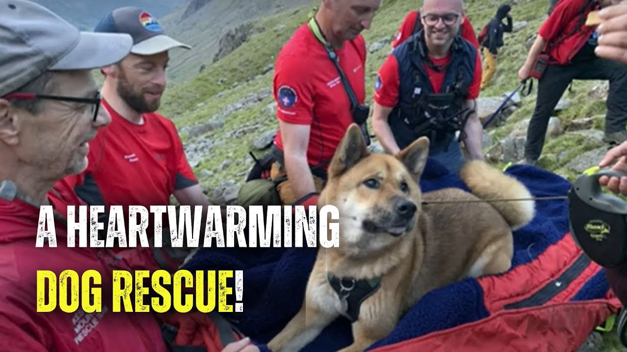Dramatic rescue: Dog stretchered down Lake District Peak after refusing to budge