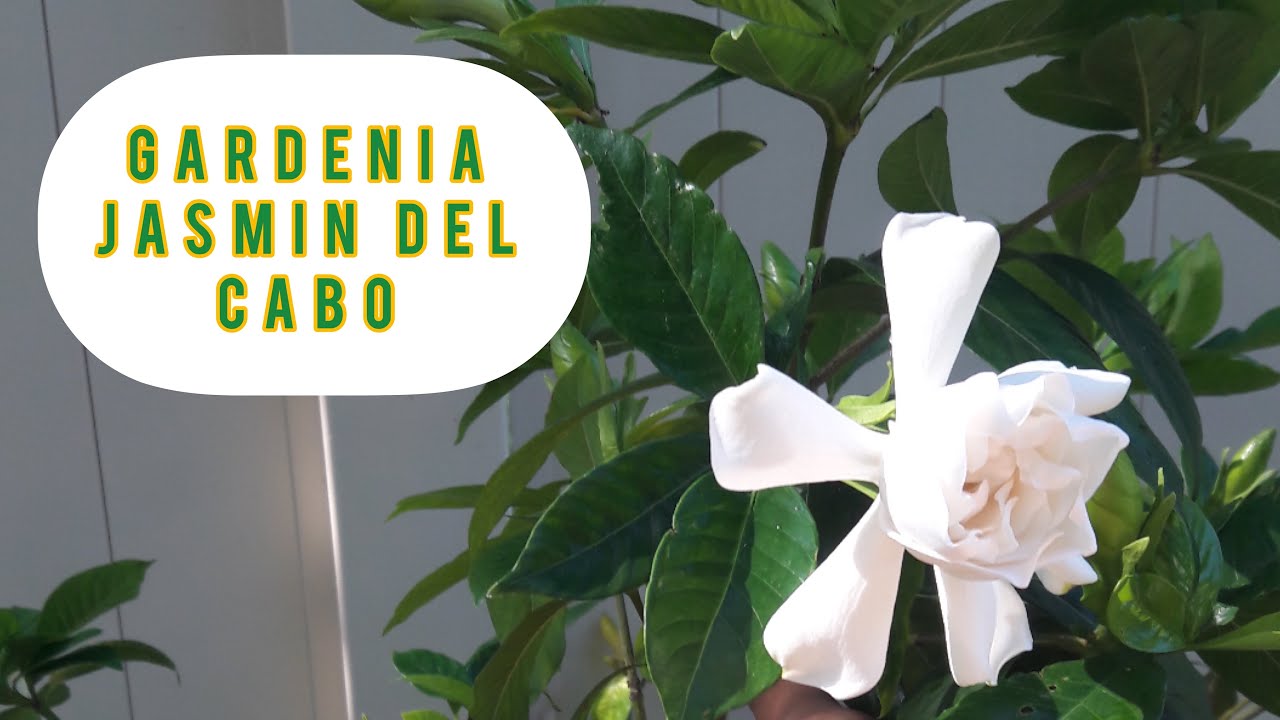 FERTILIZACION ADECUADA PARA GARDENIA | JASMIN DEL CABO | JASMIN DE LA INDIA
