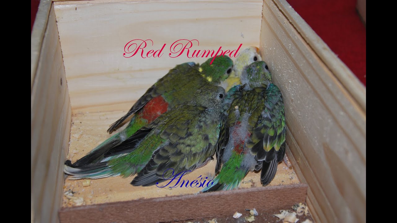 Red Rumped e 4 filhotes