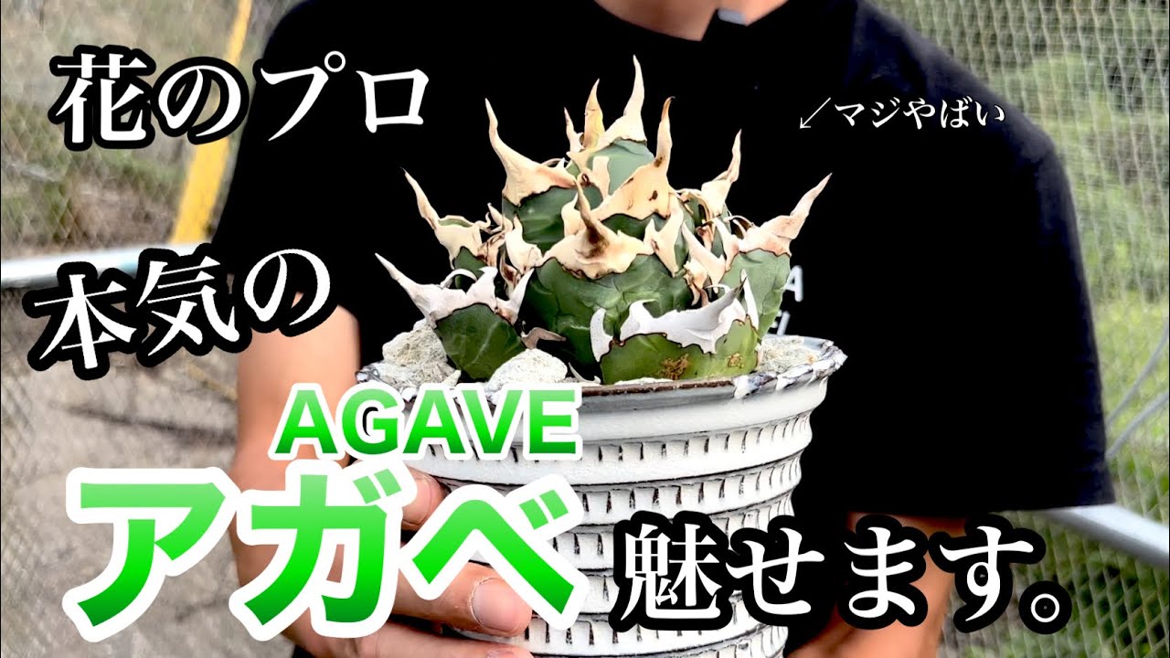 〈※どハマり注意※〉植物コレクターがどっぷりハマるカッコイイ植物！魅力が語りきれない…