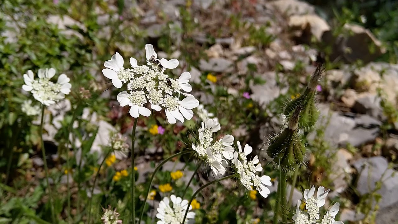 Nokia 7 plus - Optical zoom demo (2)