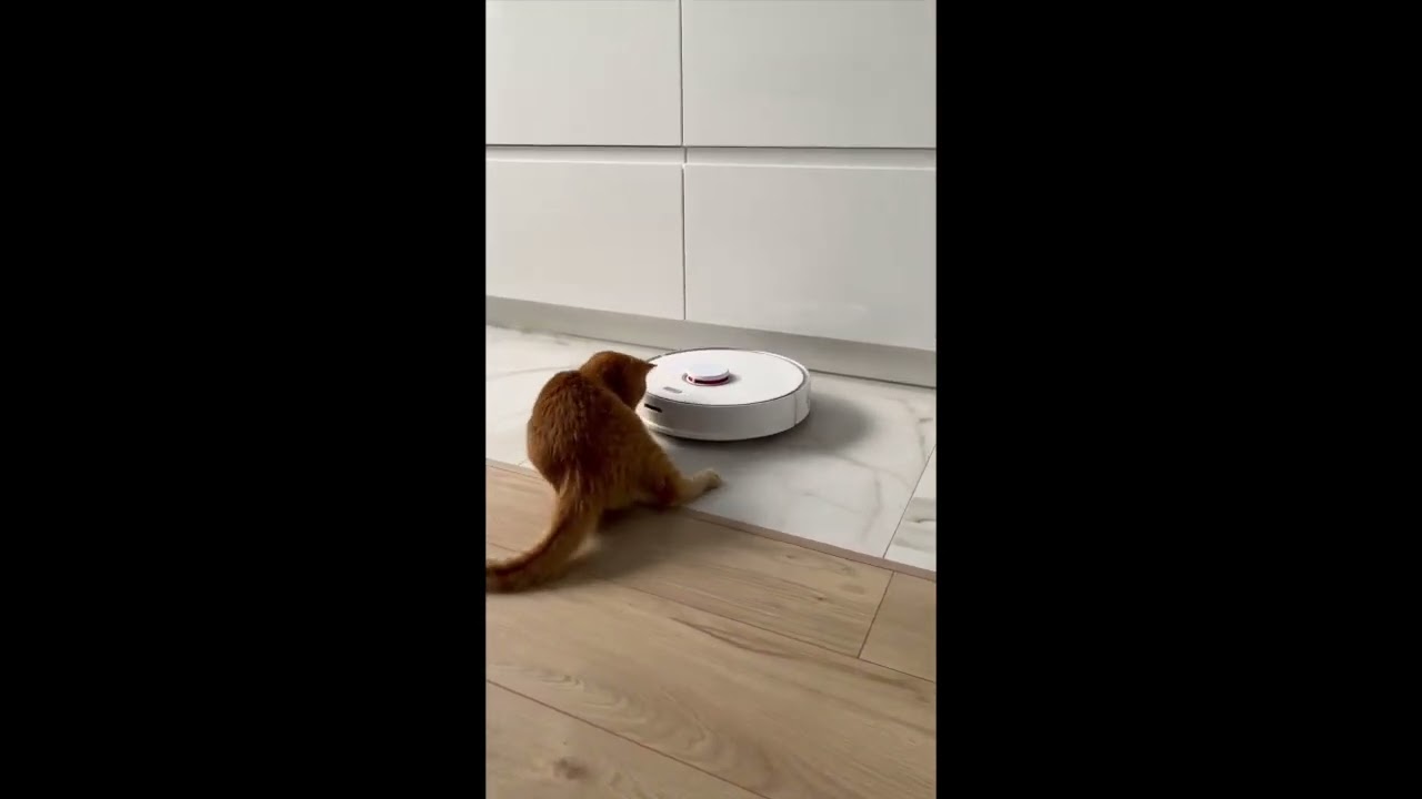 Эй, ты кто такой! Котик изучает Roborock S5 Max...