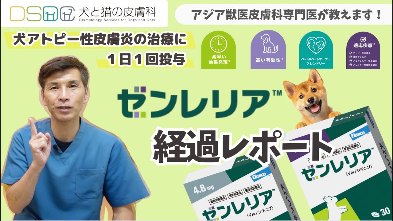 【犬と猫の皮膚科】犬のアトピー性皮膚炎に伴う症状、及びアレルギー性皮膚炎に伴うそう痒を緩和する新しい犬用経口JAK阻害剤の経過レポートをお伝えします