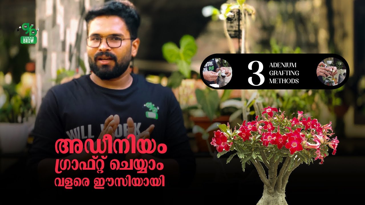 അഡീനിയം ഗ്രാഫ്റ്റ്‌ ചെയ്യാം വളരെ ഈസിയായി | ADENIUM GRAFTING TIPS | GARDENER BROW