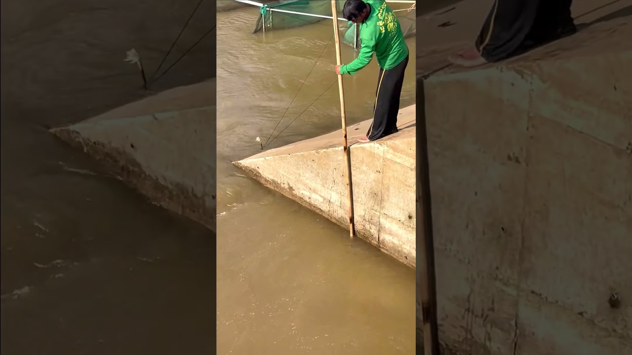 Real Life 100% Net Fishing In River At The Countryside.(Episode 66)