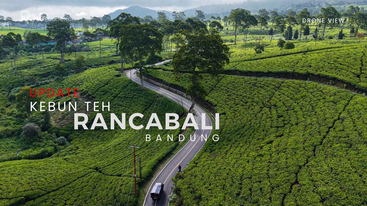 Indahnya Suasana Alam Kebun Teh Rancabali - Bandung (update)