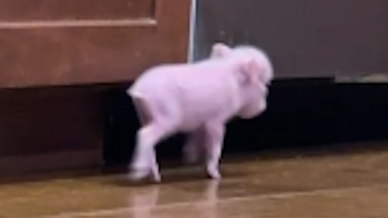 Rescue piglet kept crying for mama. Then something amazing happened.