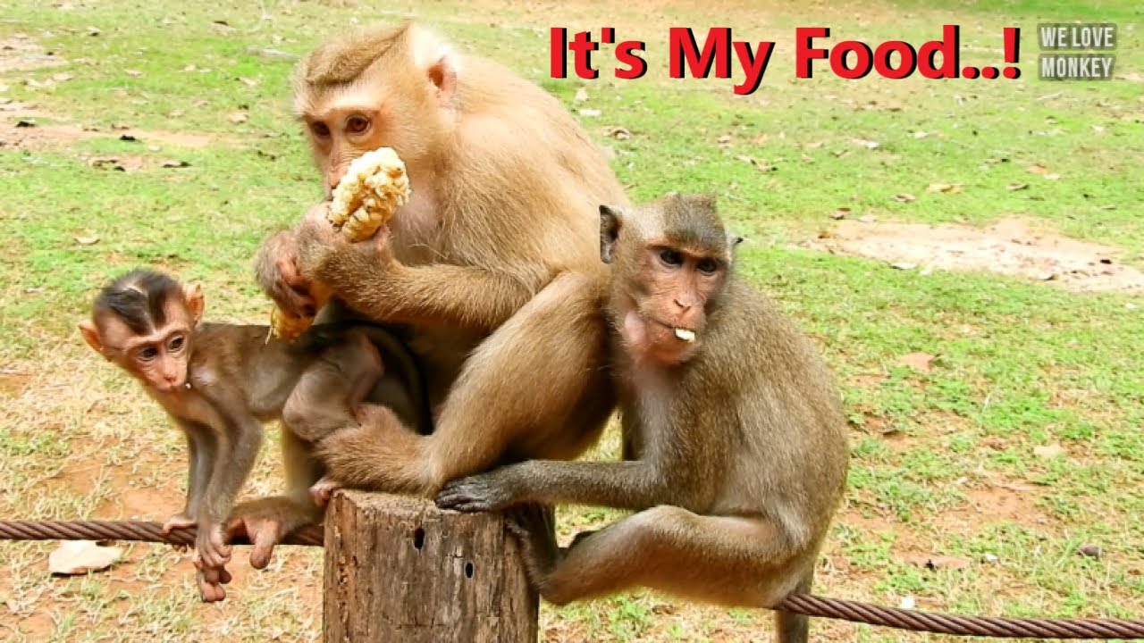 Why Female Monkey Usually Come to Hurt Rose And Baby Rex Cuz Jealous At Rose Get A Lot Foods to Eat