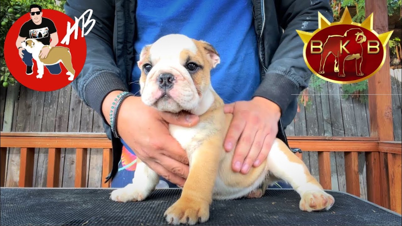 Nueva camada, Pegando orejas, Bulldog Ingles!!