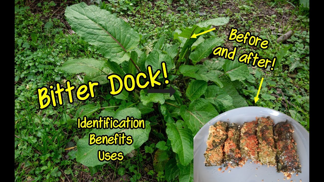 Bitter Dock/Broadleaf Dock  Id and Uses! (Plus a new recipe!)