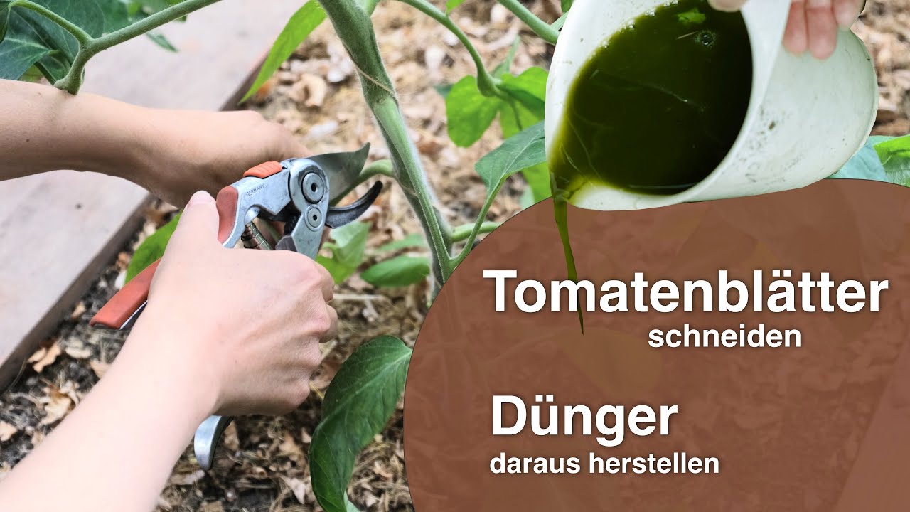 Tomaten richtig schneiden - WIE und WARUM ich meine Tomaten schneide + Jauche herstellen!