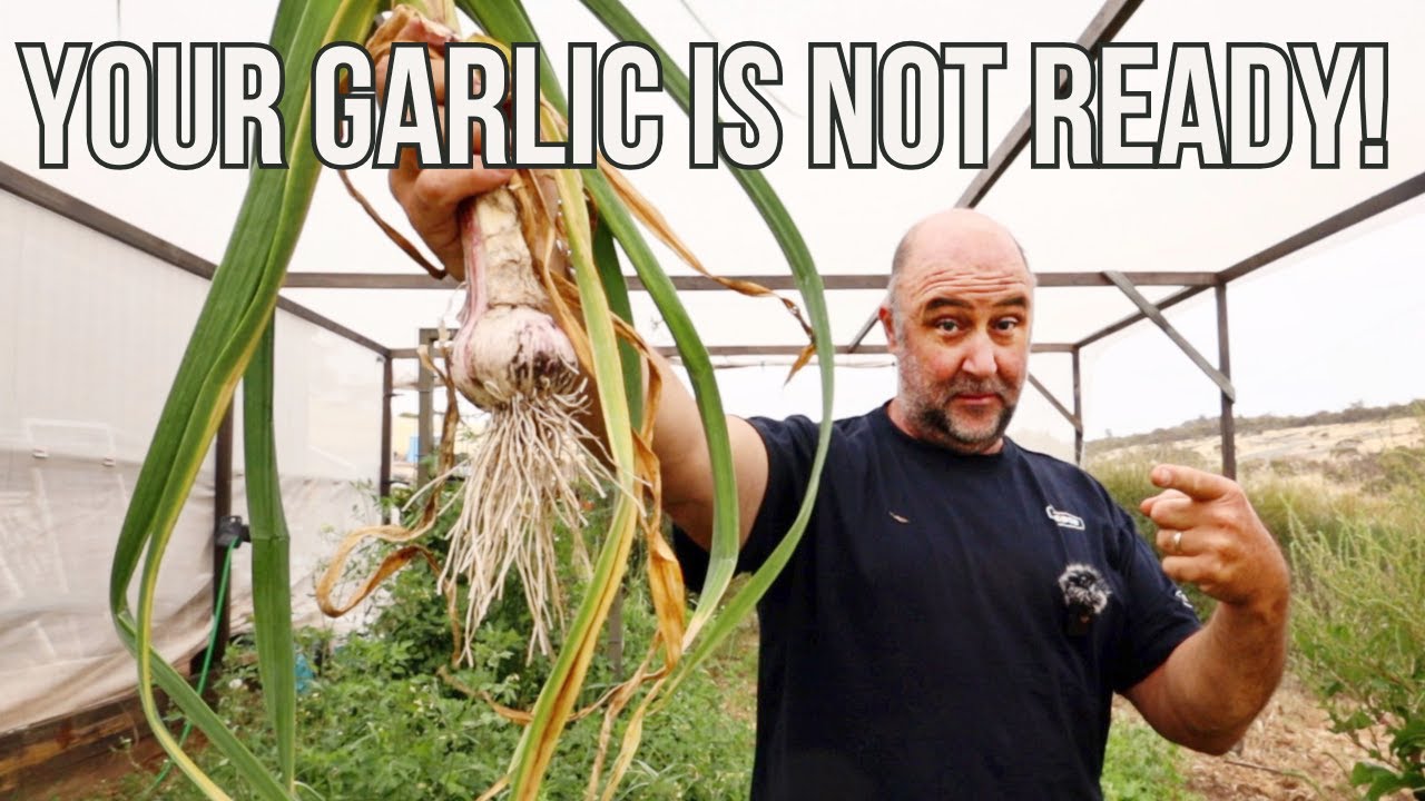 When to harvest your GARLIC [2 Signs] + fruit orchard abundance