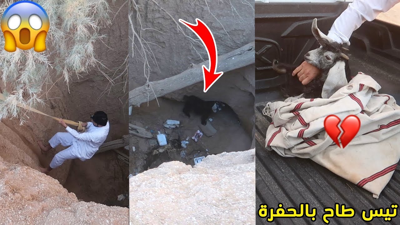 انقاذ تيس من الموت/طاح بالحفرة وانكسرت رجله!!!😱💔😥