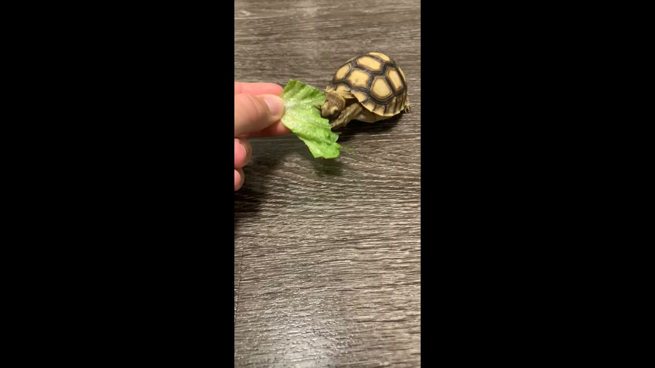 Cute Baby Tortoise Eating #babytortoise