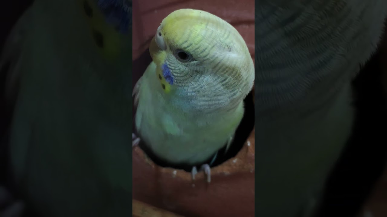 #parrot #talkingparot #funny #parrotlover #cute #lovebird #nonstoptalkingparrot #birds #budgies