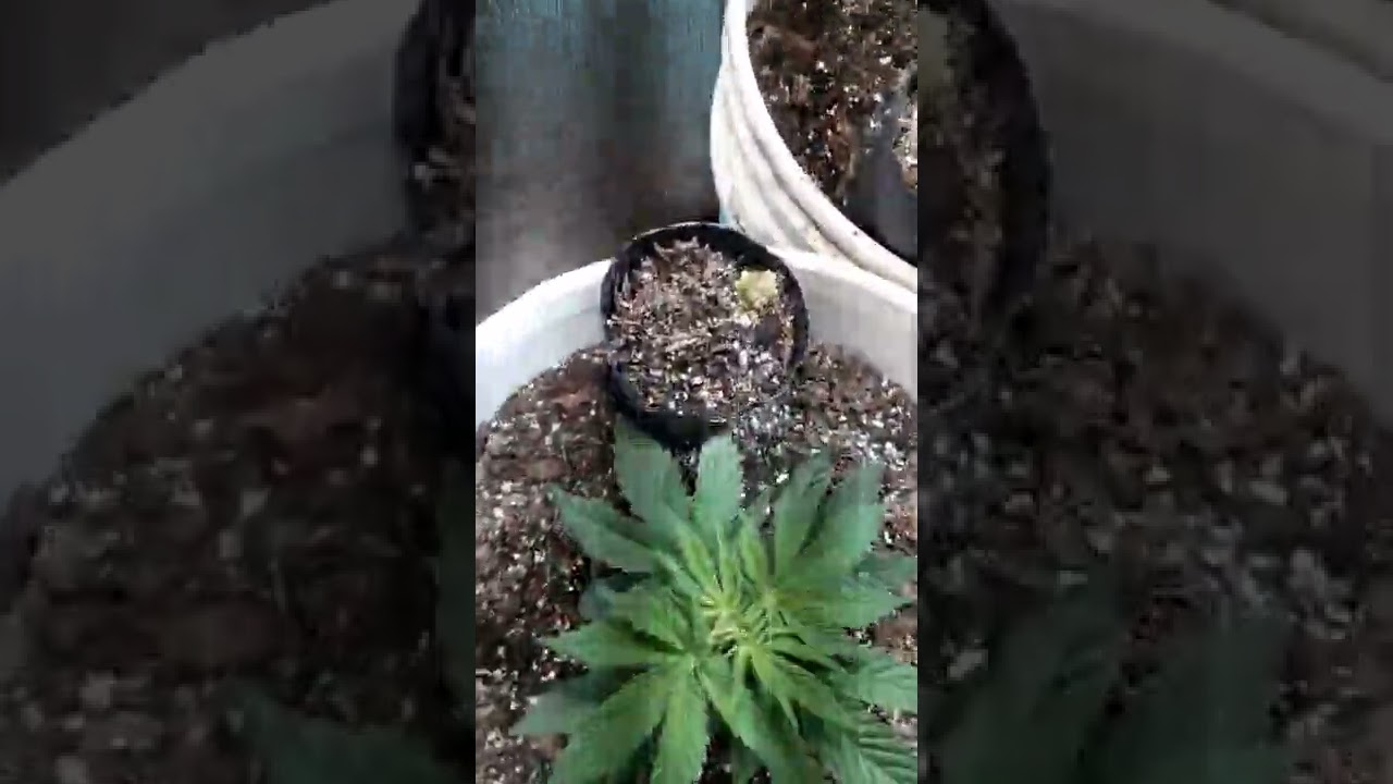 mini cultivo en indoor casero
