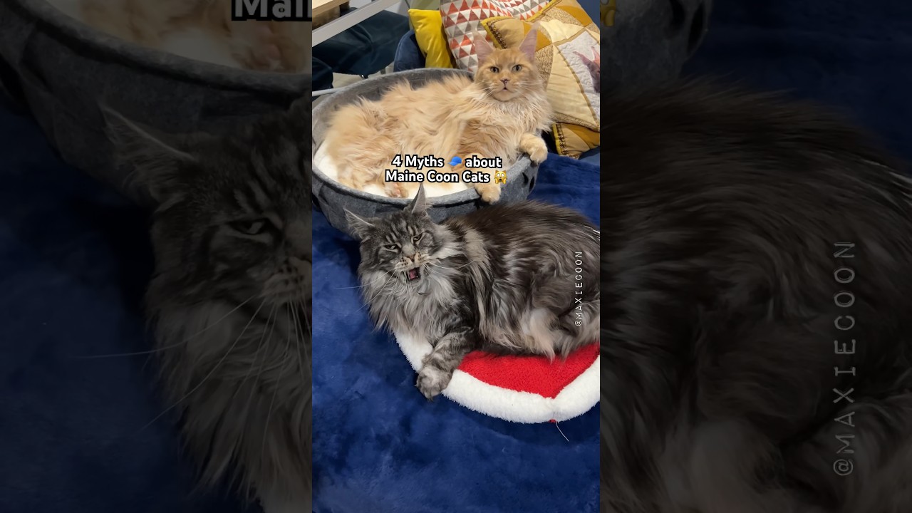 4 Myths about Maine Coon cats 🐱 