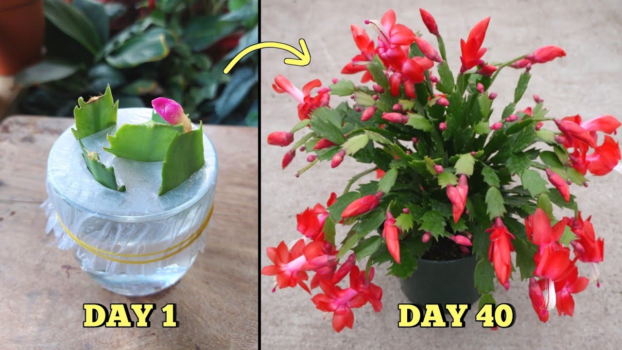 EASIEST & SUCCESSFUL Way to Propagate Christmas Cactus Plant from Cuttings at Home