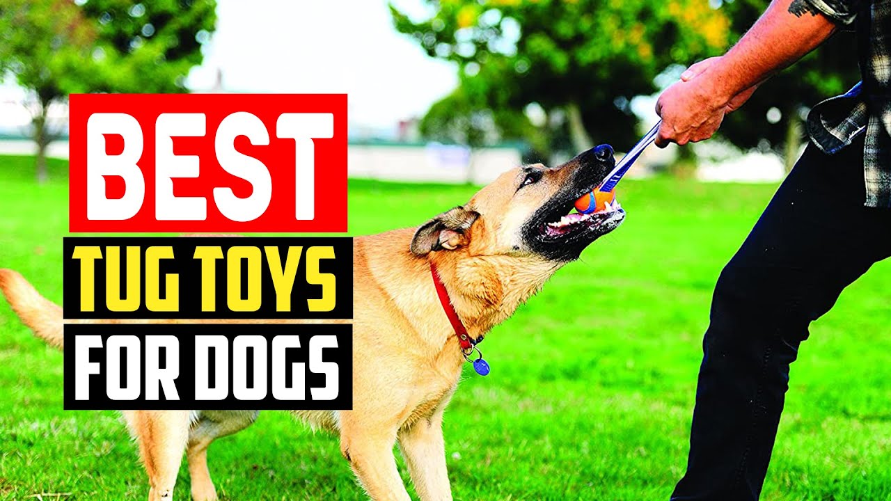 ✅Top 5 Best Tug Toys For Dogs in 2025