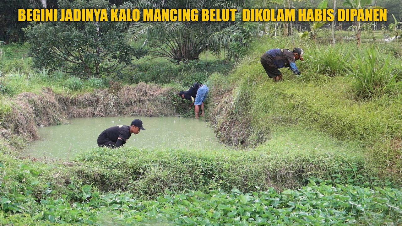 BEGINI JADINYA KALAU MANCING BELUT DIKOLAM HABIS DIPANEN