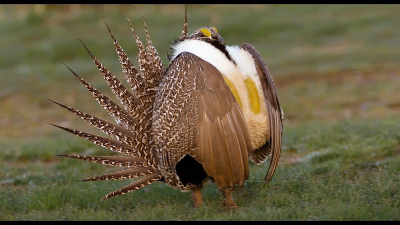 Saving the Strutting Sage Grouse: BYU Studies a Fragile Species