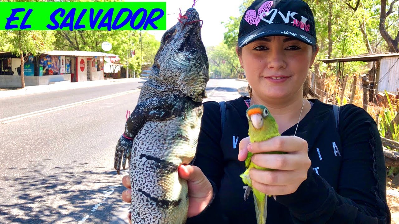 Garrobos en El Salvador