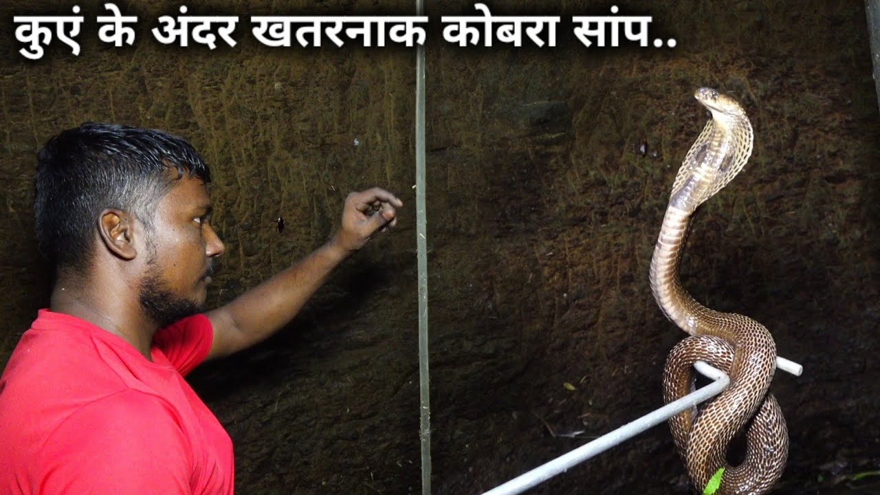 देखिए खतरनाक रेस्क्यू ऑपरेशन, कुएं में गिरा कोबरा सांप, Rescue india cobra snake