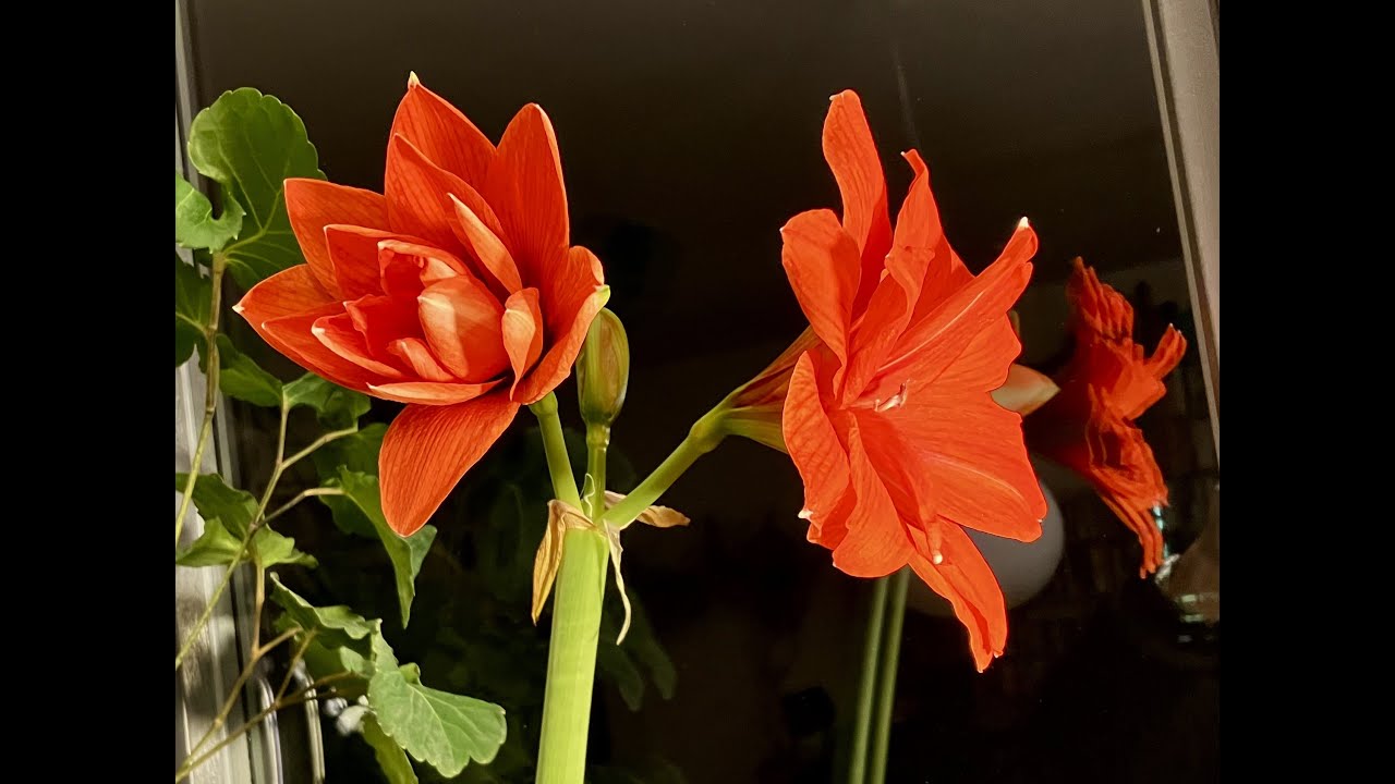 Amaryllis Bloom Jan. 26