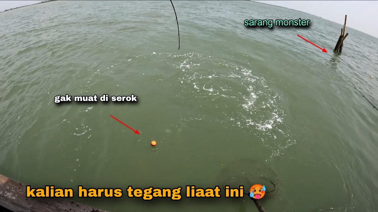 Sedikit grogii!! Akhirnya kakap Monster dapat di evakuasi