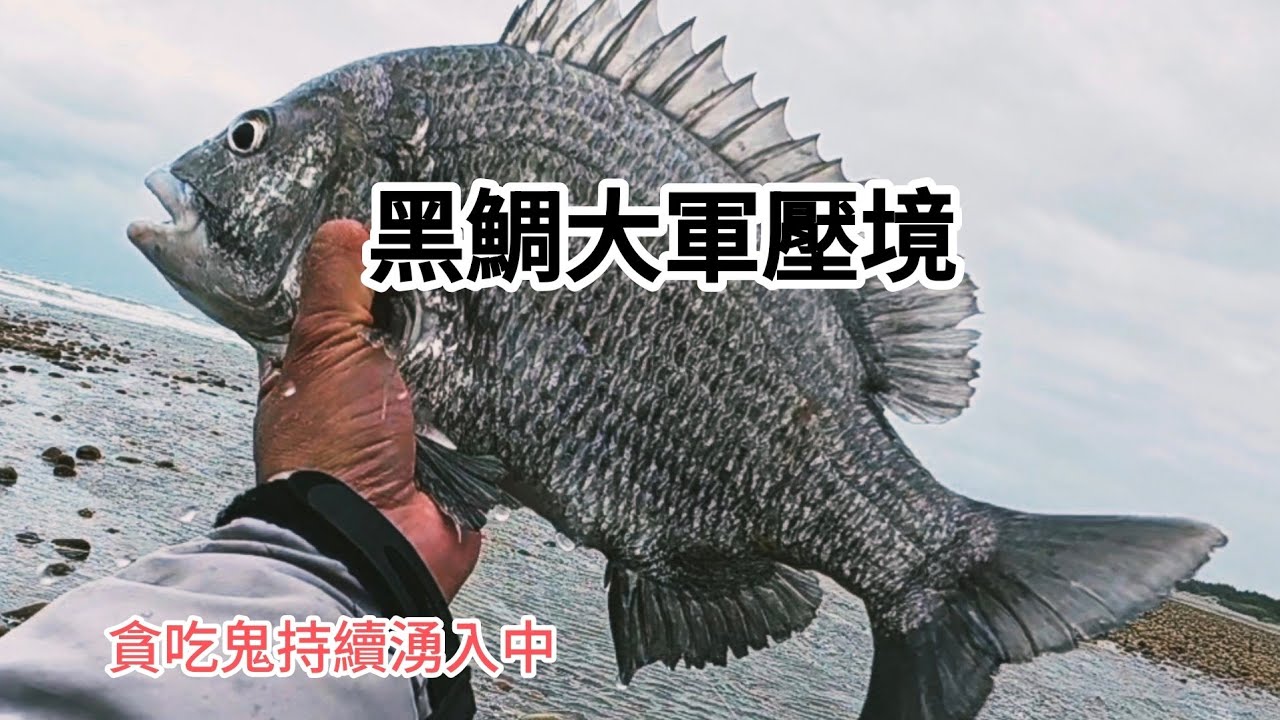 半釣子//磯釣日記//貪吃鬼黑鯛大軍壓境//2026/3/10