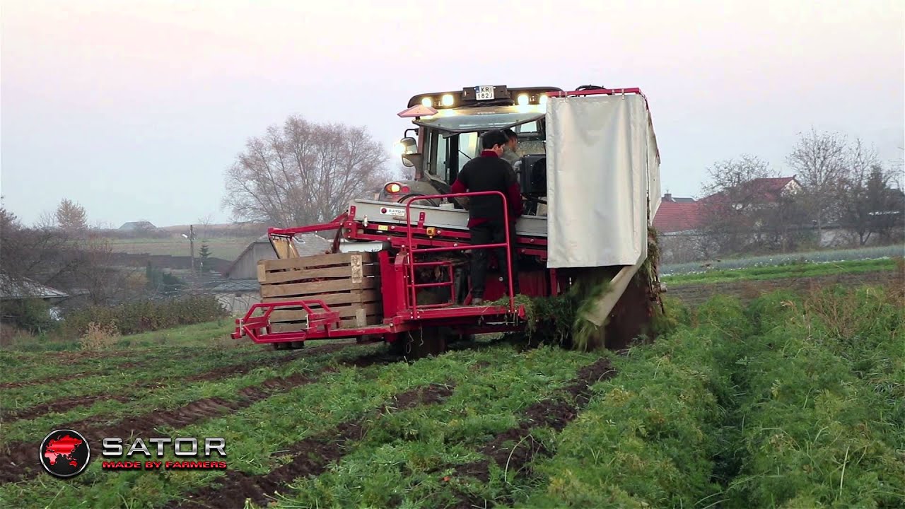 Sator XXL SD - Carrot harvester with side delivery - Kombajn do marchwi z bocznym rozładunkiem