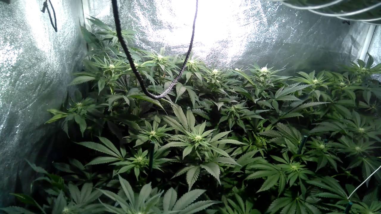 HSO Black Dog and Pineapple Skunk day 21 of flower.