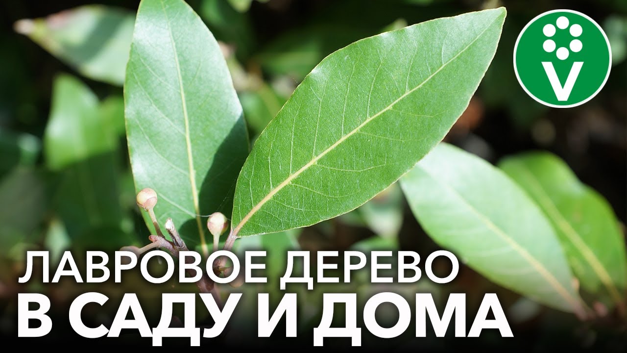 КАК ВЫРАСТИТЬ ЛАВРОВОЕ ДЕРЕВО ДОМА И В САДУ? Невероятная польза лаврового листа + рецепты