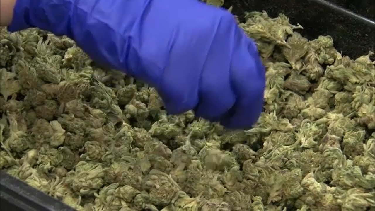 Process to award Illinois marijuana licenses is not equitable, group says