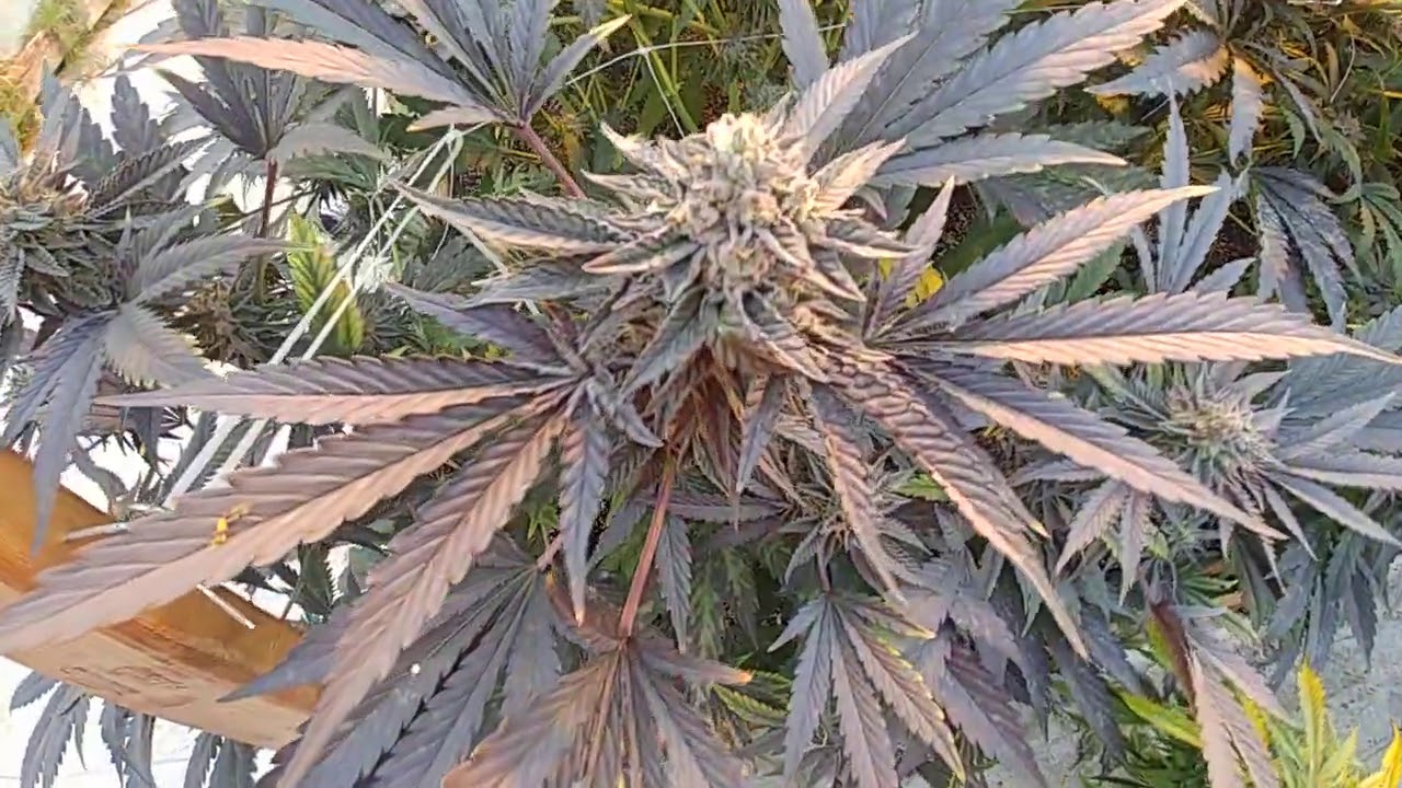 harvest time