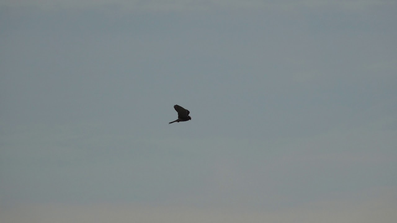 Vroege Vogels - Biddende en jagende torenvalk