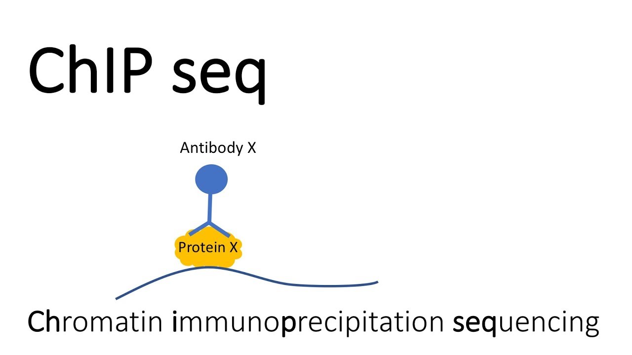 ChIP seq — секвенирование иммунопреципитации хроматина