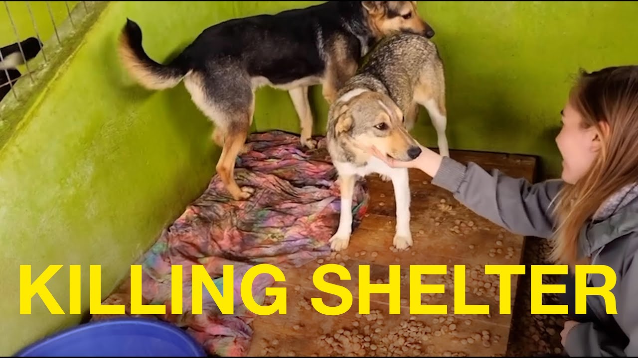 Kill Shelter In Romania. Visiting a public shelter and saving two dogs from being euthanized. Rescue
